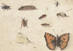 Sheet of Studies of Nine Insects by Jan Van Kessel The Elder Oil Painting