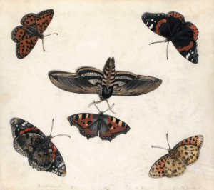 Studies Of Five Butterflies And A Hawk Moth by Jan Van Kessel The Elder Oil Painting