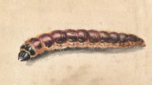 A Caterpillar by Jan Vincentsz Van Der Vinne Oil Painting