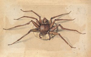 A Spider by Jan Vincentsz Van Der Vinne Oil Painting