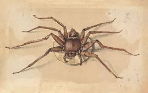 A Spider Oil painting by Jan Vincentsz Van Der Vinne