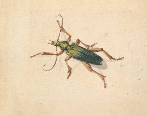 Green Beetle with Brown Legs by Jan Vincentsz Van Der Vinne Oil Painting
