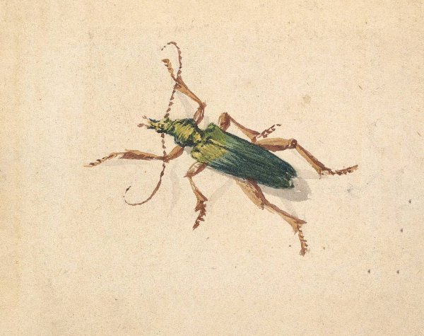 Main Product Photo of Green Beetle with Brown Legs  Painting by Jan Vincentsz Van Der Vinne