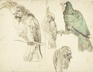 Four Studies of Cockatoos by Jan Weenix Oil Painting