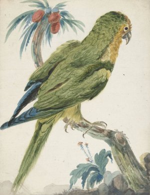 Geelvoorhoofd parkiet by Jan Weenix Oil Painting