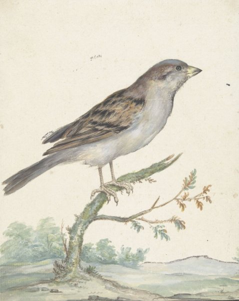 Main Product Photo of Huismus  Painting by Jan Weenix