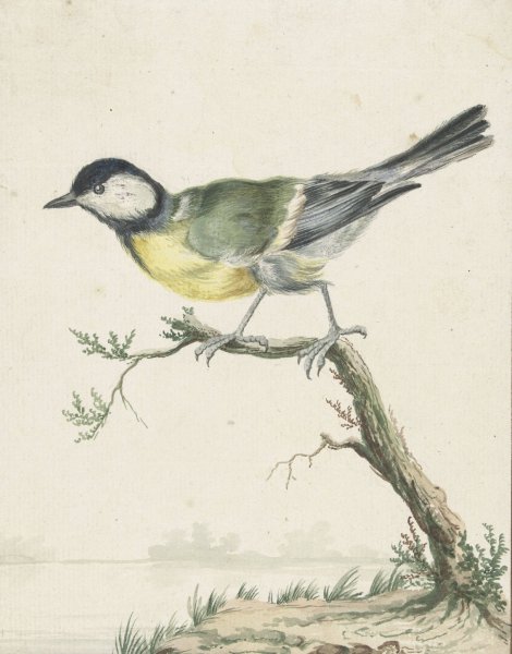 Main Product Photo of Koolmees  Painting by Jan Weenix