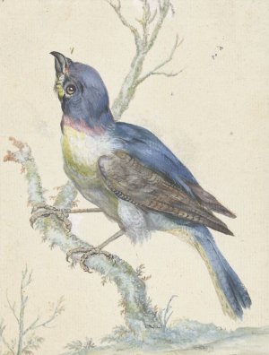 Lazuli Bunting by Jan Weenix Oil Painting
