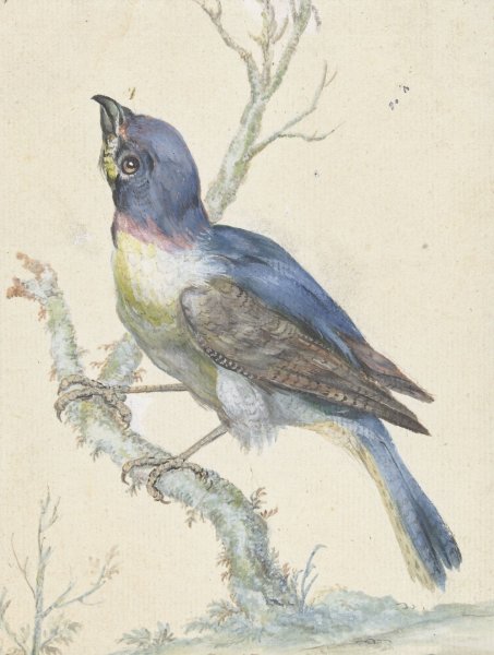 Main Product Photo of Lazuli Bunting  Painting by Jan Weenix