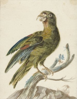 Parakeet by Jan Weenix Oil Painting