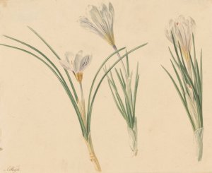 Drie studies van krokussen by Jan Weissenbruch Oil Painting