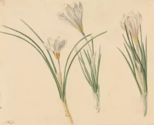 Drie studies van krokussen by Jan Weissenbruch Oil Painting