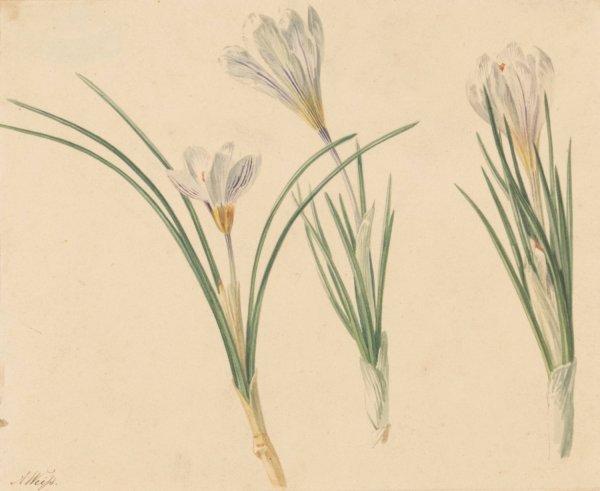 Main Product Photo of Drie studies van krokussen  Painting by Jan Weissenbruch