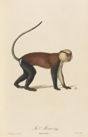 La Mone by Jean-Baptiste Audebert Oil Painting