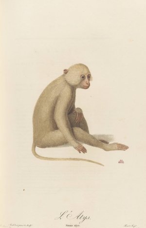 L'Atys by Jean-Baptiste Audebert Oil Painting