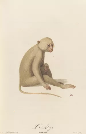 L'Atys by Jean-Baptiste Audebert Oil Painting