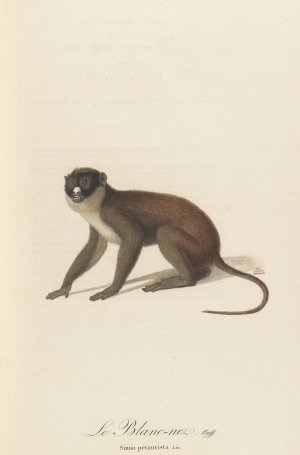 Le Blanc-Nez Oil painting by Jean-Baptiste Audebert