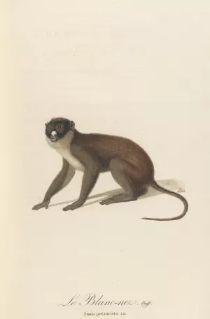 Le Blanc-Nez Oil painting by Jean-Baptiste Audebert