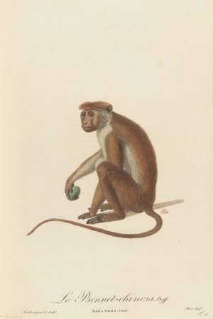 Le Bonnet Chinois by Jean-Baptiste Audebert Oil Painting