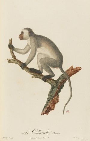 Le Callitriche variete a by Jean-Baptiste Audebert Oil Painting