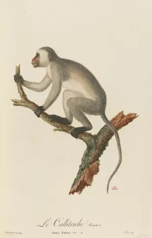 Le Callitriche variete a by Jean-Baptiste Audebert Oil Painting