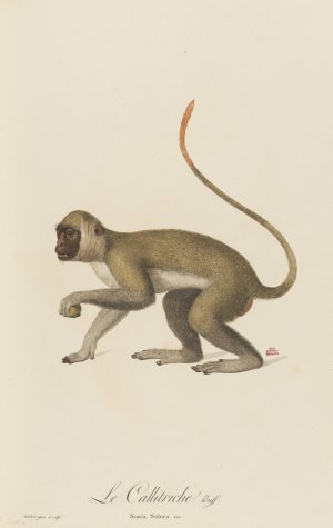 Le Callitriche Oil painting by Jean-Baptiste Audebert
