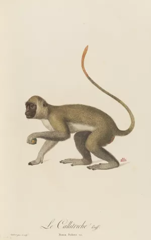 Le Callitriche by Jean-Baptiste Audebert Oil Painting