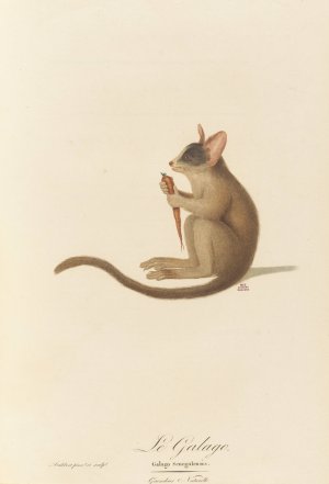 Le Galago by Jean-Baptiste Audebert Oil Painting