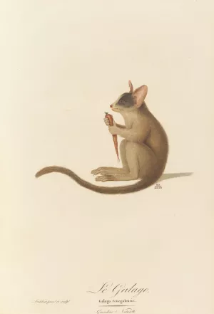 Le Galago Oil painting by Jean-Baptiste Audebert