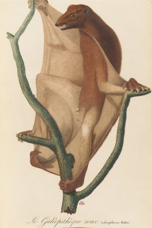 Le Galeopitheque roux by Jean-Baptiste Audebert Oil Painting