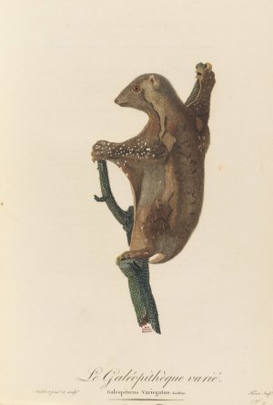 Le Galeopitheque varie by Jean-Baptiste Audebert Oil Painting