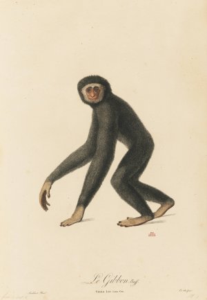 Le Gibbon by Jean-Baptiste Audebert Oil Painting