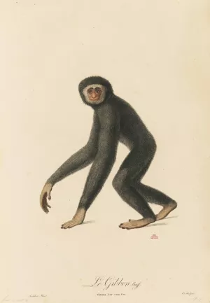 Le Gibbon by Jean-Baptiste Audebert Oil Painting