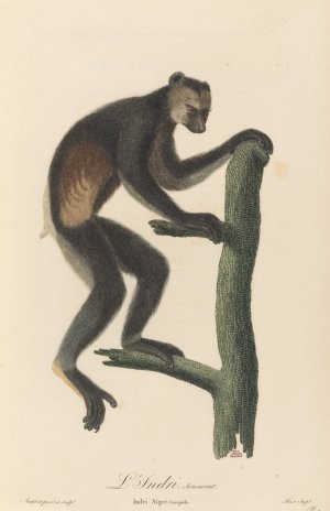 Le Indri by Jean-Baptiste Audebert Oil Painting