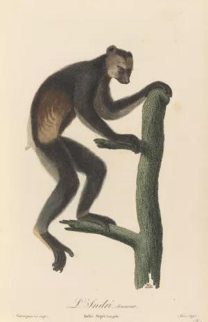 Le Indri by Jean-Baptiste Audebert Oil Painting