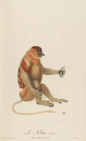 Le Kahau by Jean-Baptiste Audebert Oil Painting