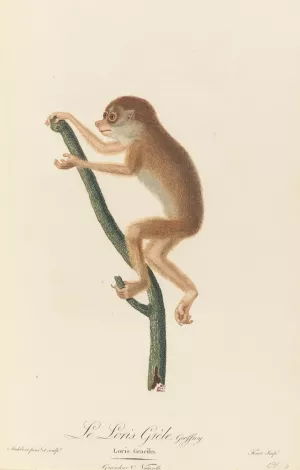 Le Loris grele Oil painting by Jean-Baptiste Audebert