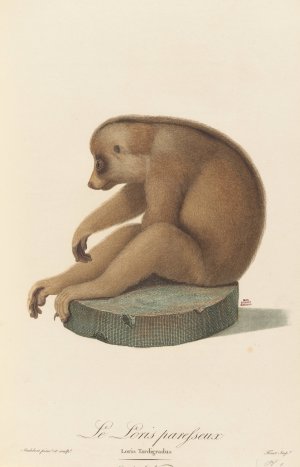 Le Loris paresseux by Jean-Baptiste Audebert Oil Painting