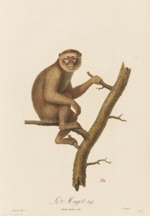 Le Magot by Jean-Baptiste Audebert Oil Painting