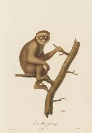 Le Magot Oil painting by Jean-Baptiste Audebert
