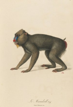 Le Mandrill by Jean-Baptiste Audebert Oil Painting