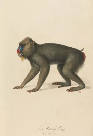 Le Mandrill by Jean-Baptiste Audebert Oil Painting