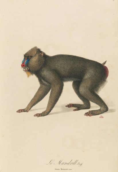 Le Mandrill  by Jean-Baptiste Audebert - Hand-Painted Oil Painting Reproduction