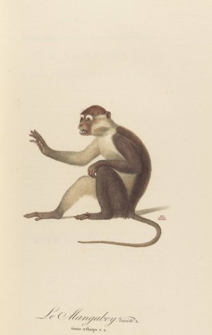 Le Mangabey variete a by Jean-Baptiste Audebert Oil Painting