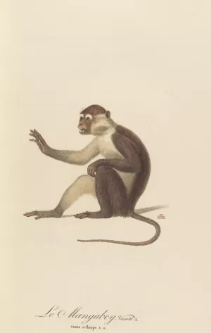 Le Mangabey variete a Oil painting by Jean-Baptiste Audebert