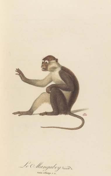 Le Mangabey variete a  by Jean-Baptiste Audebert - Hand-Painted Oil Painting Reproduction