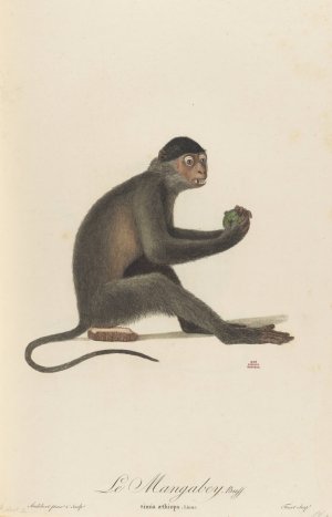 Le Mangabey by Jean-Baptiste Audebert Oil Painting