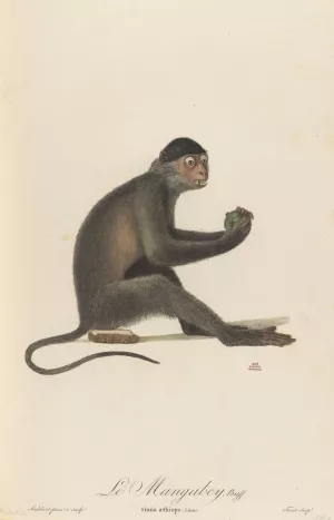Le Mangabey by Jean-Baptiste Audebert Oil Painting