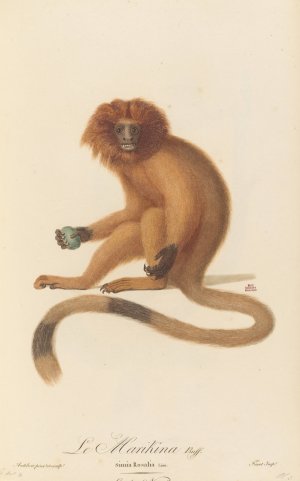 Le Marikina by Jean-Baptiste Audebert Oil Painting
