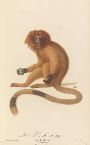 Le Marikina by Jean-Baptiste Audebert Oil Painting
